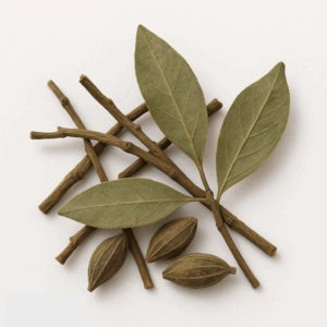 Maulbeer-Mistelzweig (Sang Ji Sheng)