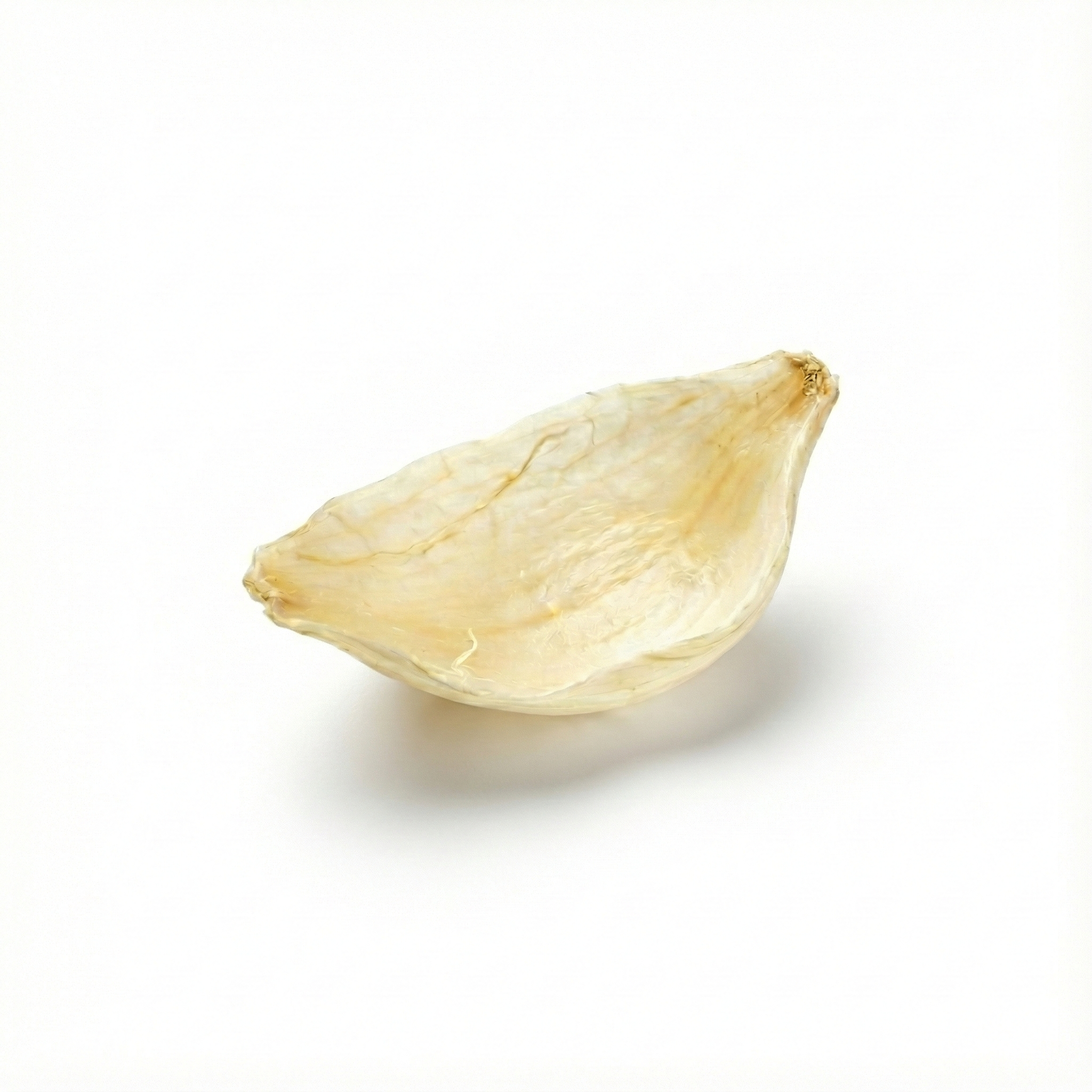 Braunlilienzwiebel (Bai He)