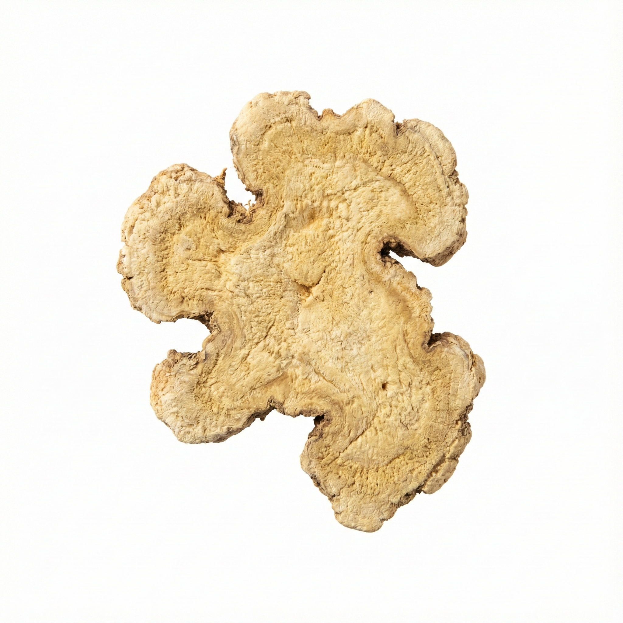 Atractylodes Rhizom (Bai Zhu)