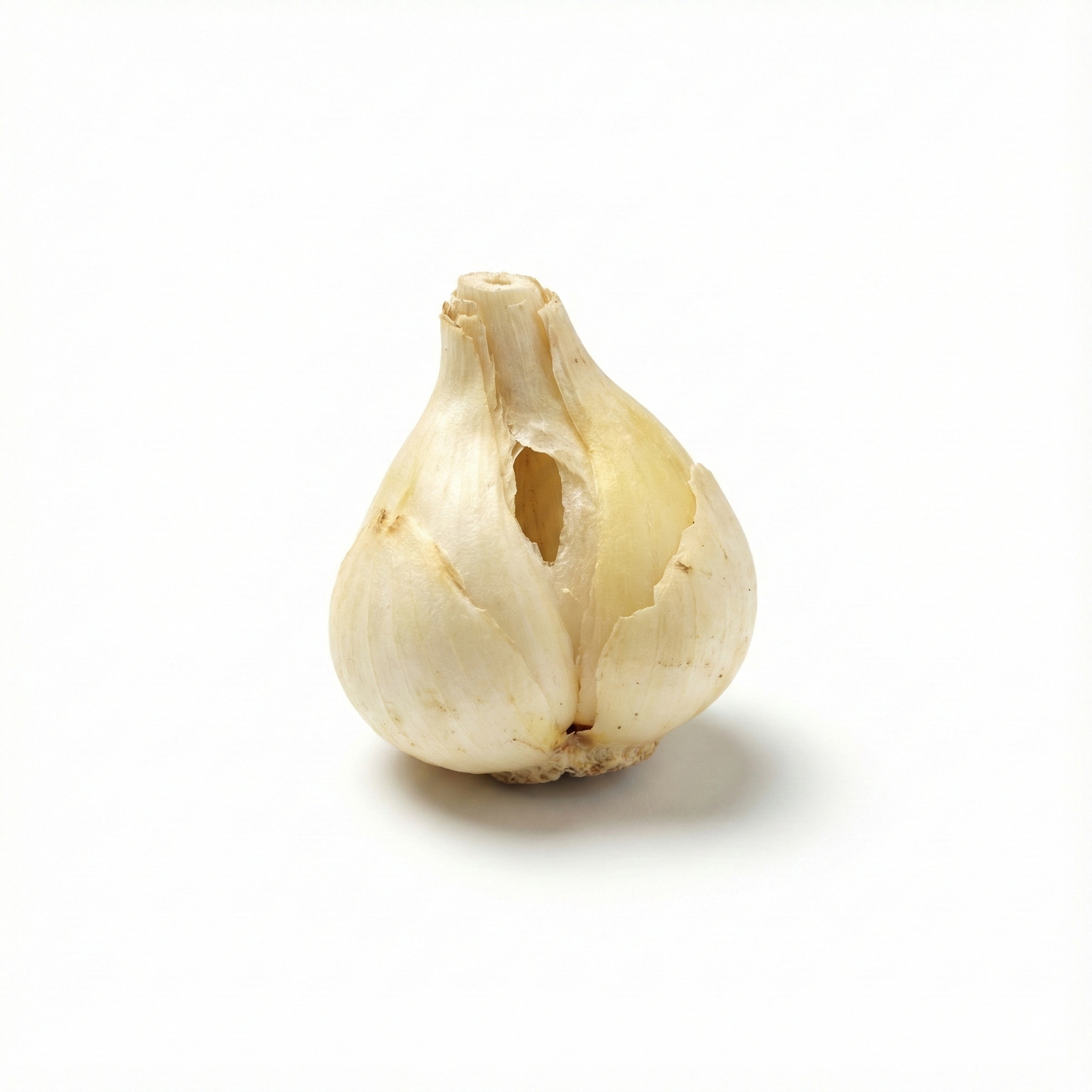 Sichuan-Fritillaria-Zwiebel (Chuan Bei Mu)