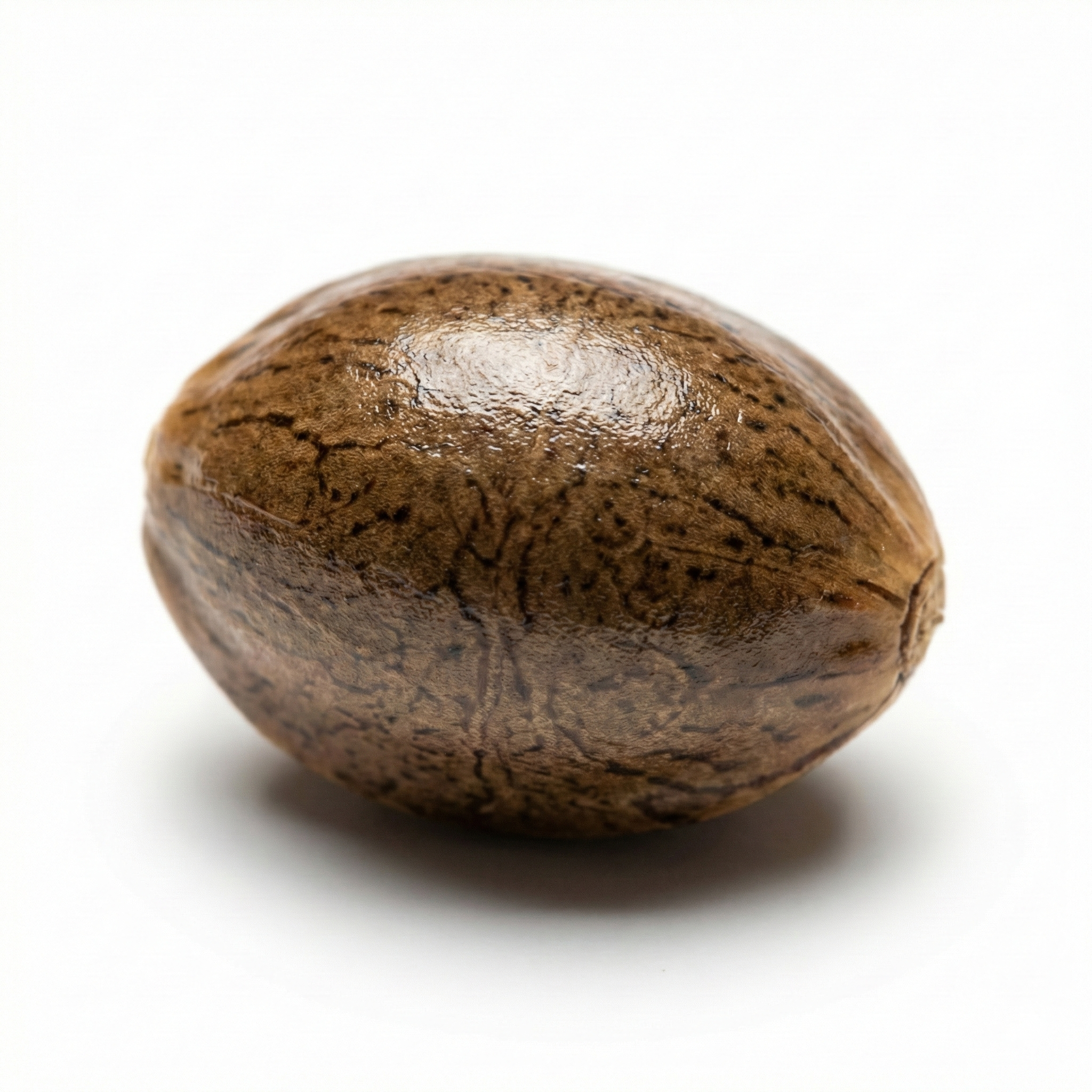 Hanfsamen (Huo Ma Ren)