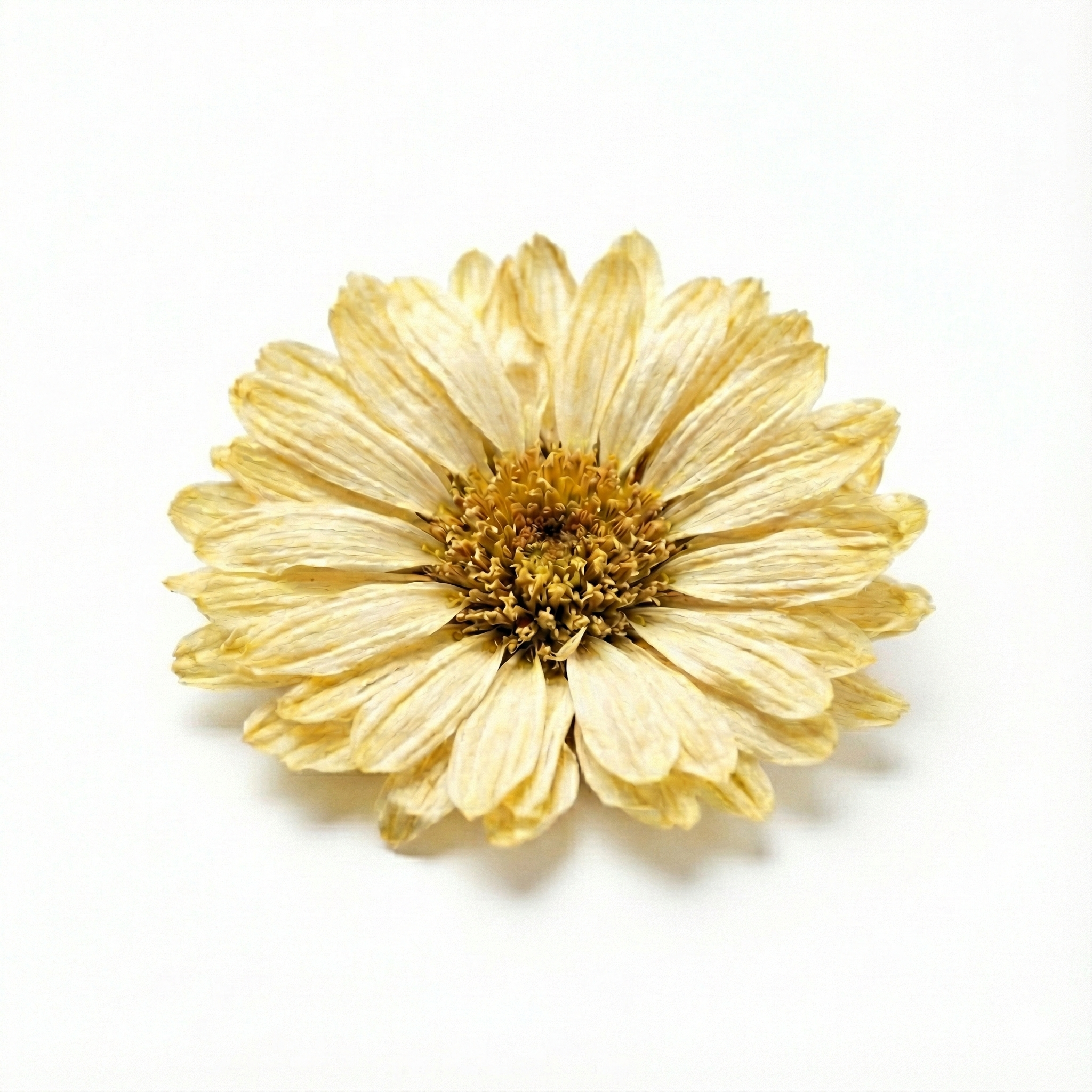 Chrysanthemenblüte (Ju Hua)