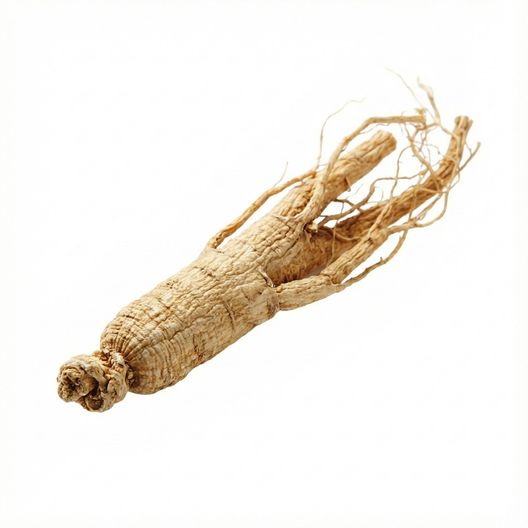 Asiatische Ginsengwurzel (Ren Shen)