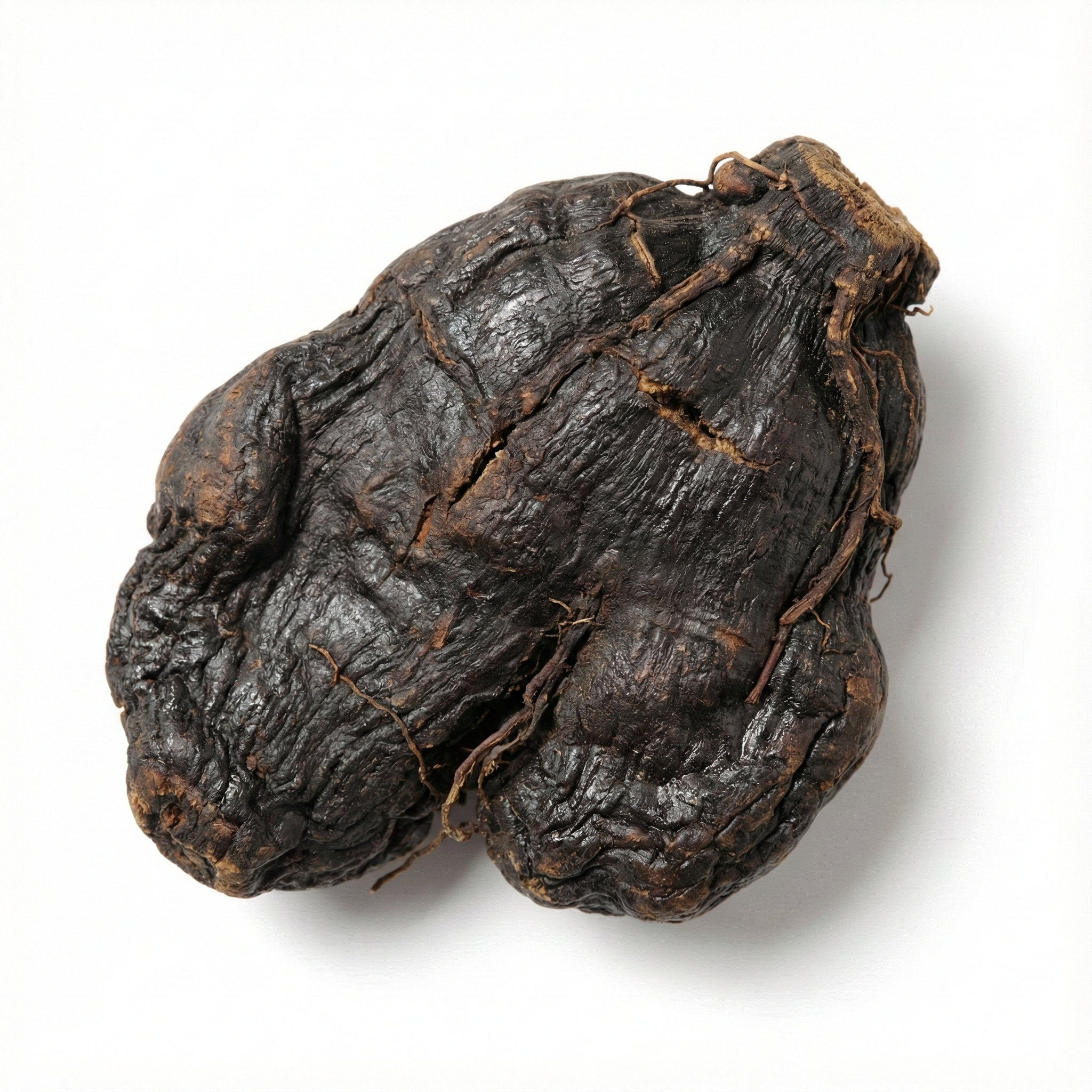 Rehmannia Wurzelknolle (Sheng Di Huang)