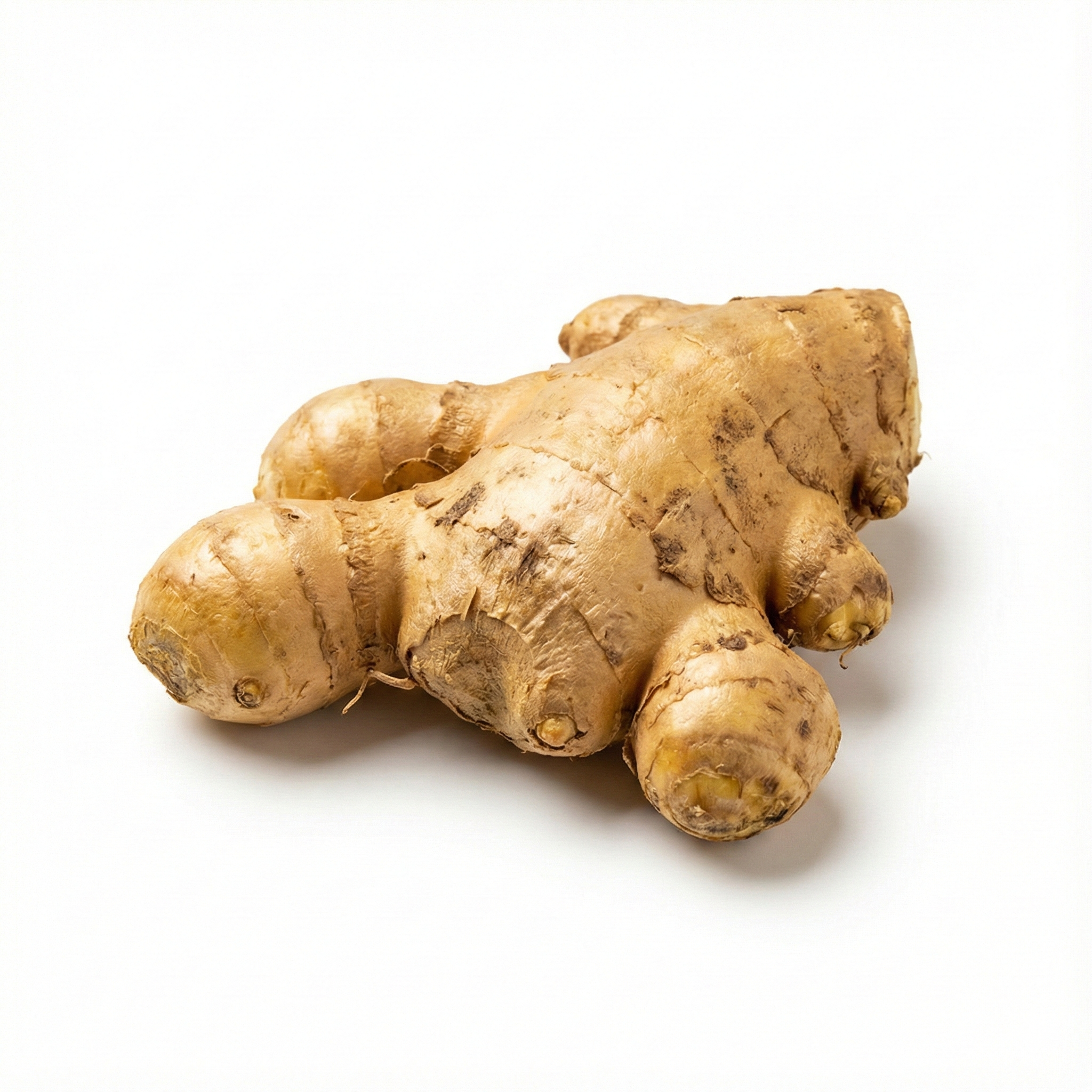 Frischer Ingwer-Rhizom (Sheng Jiang)