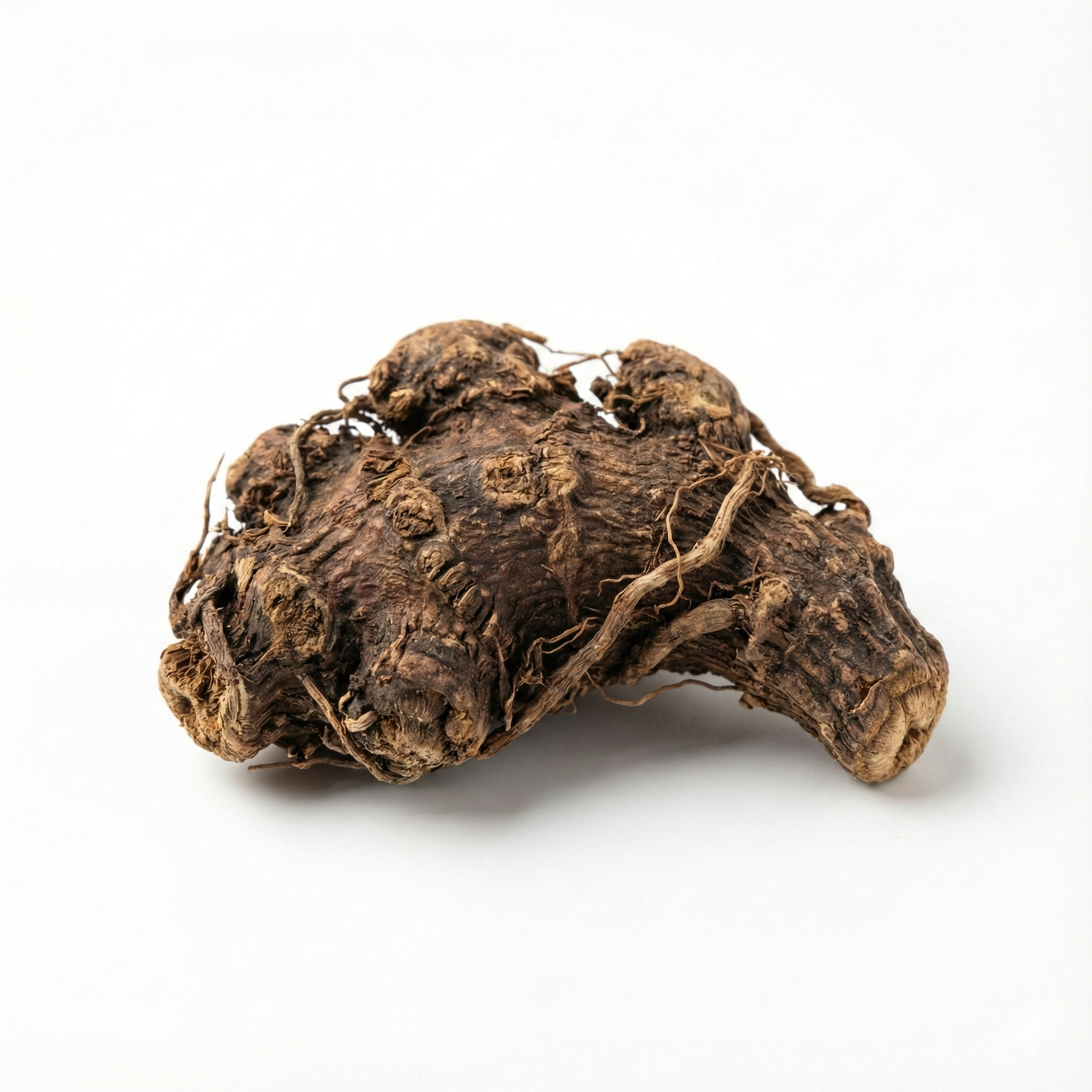 Traubensilberkerze Rhizom (Sheng Ma)