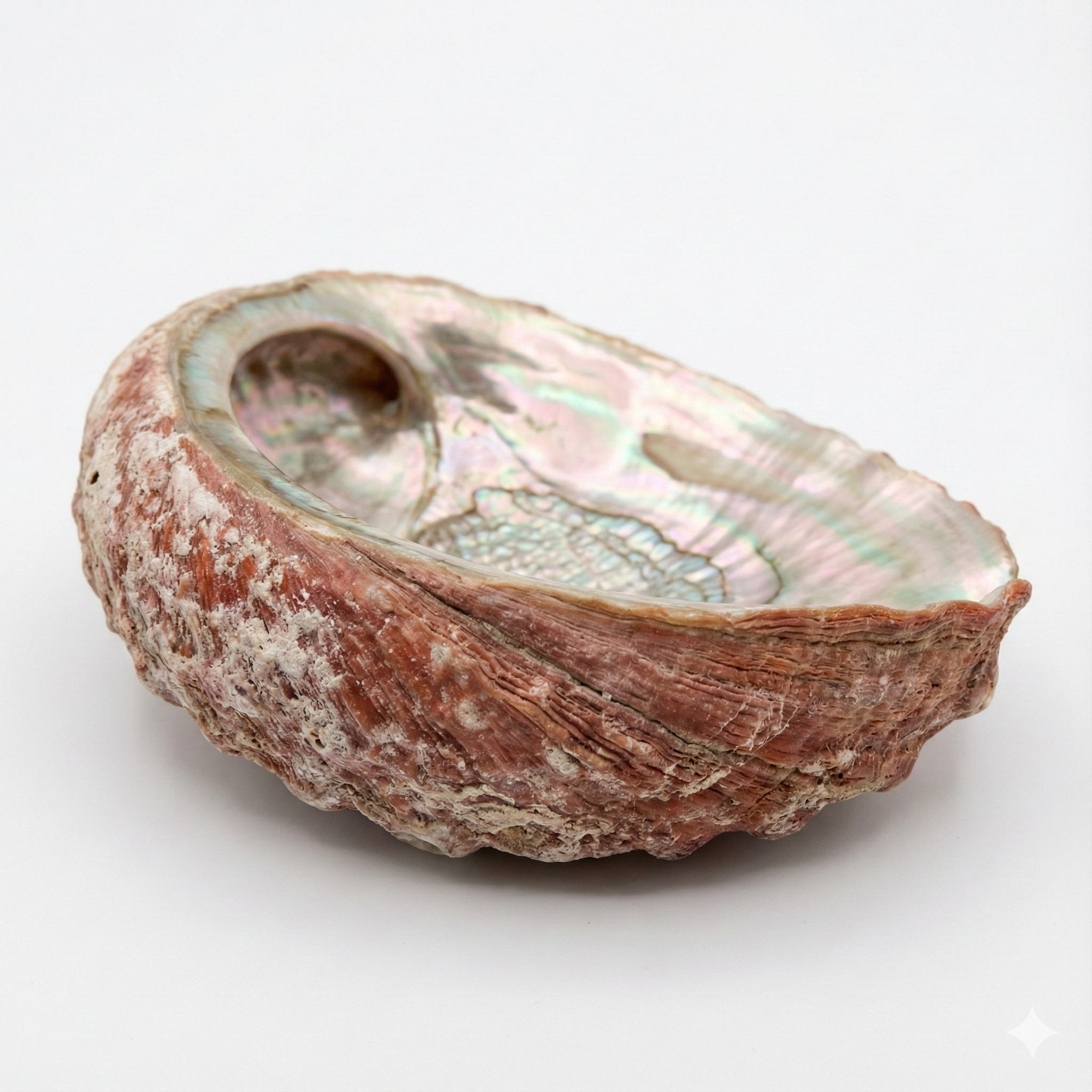 Abalone-Schale (Shi Jue Ming)