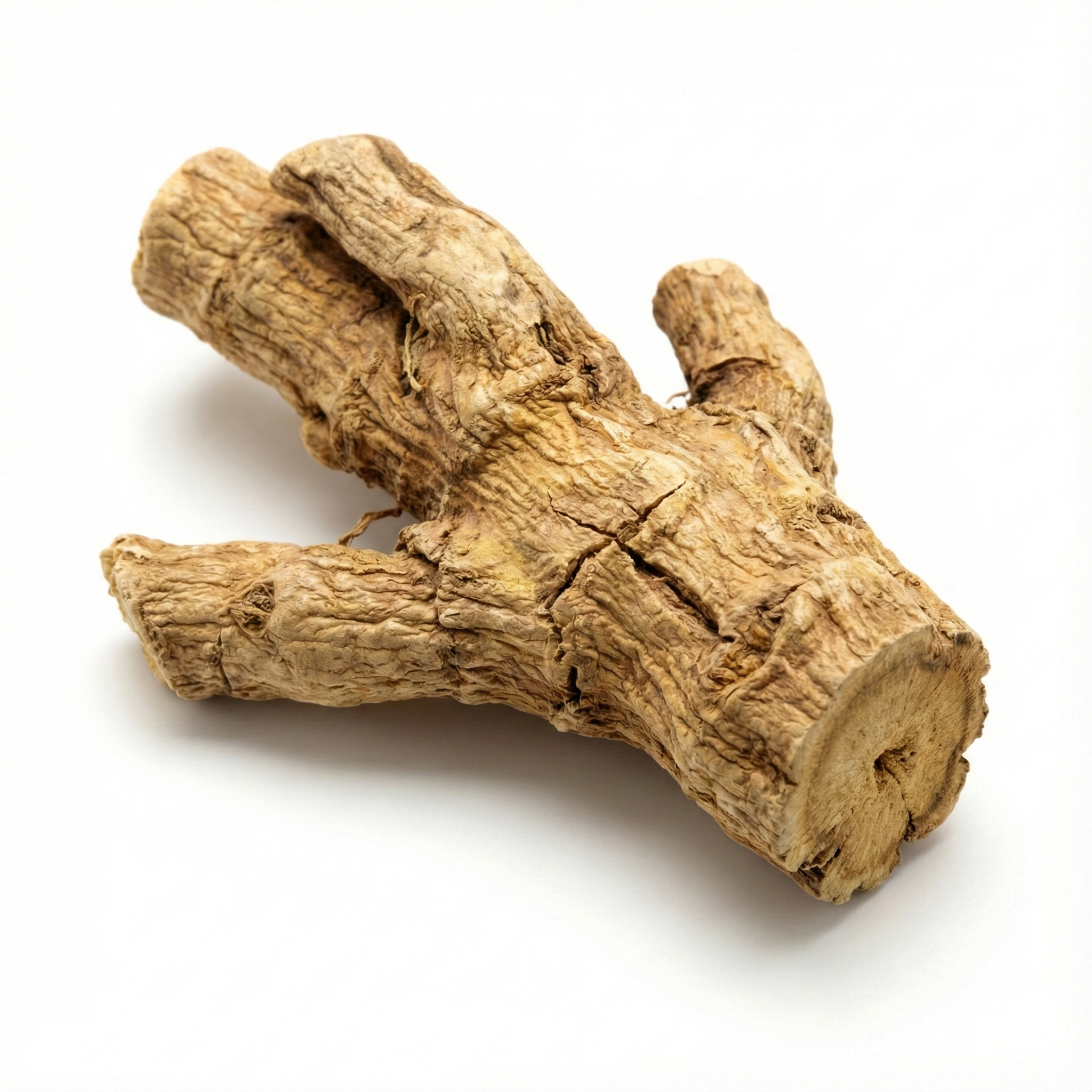 Kostuswurzel (Tu Mu Xiang)