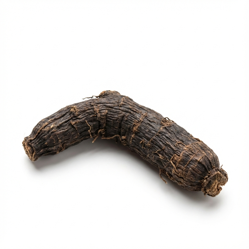 Curculigo-Rhizom (Xian Mao)