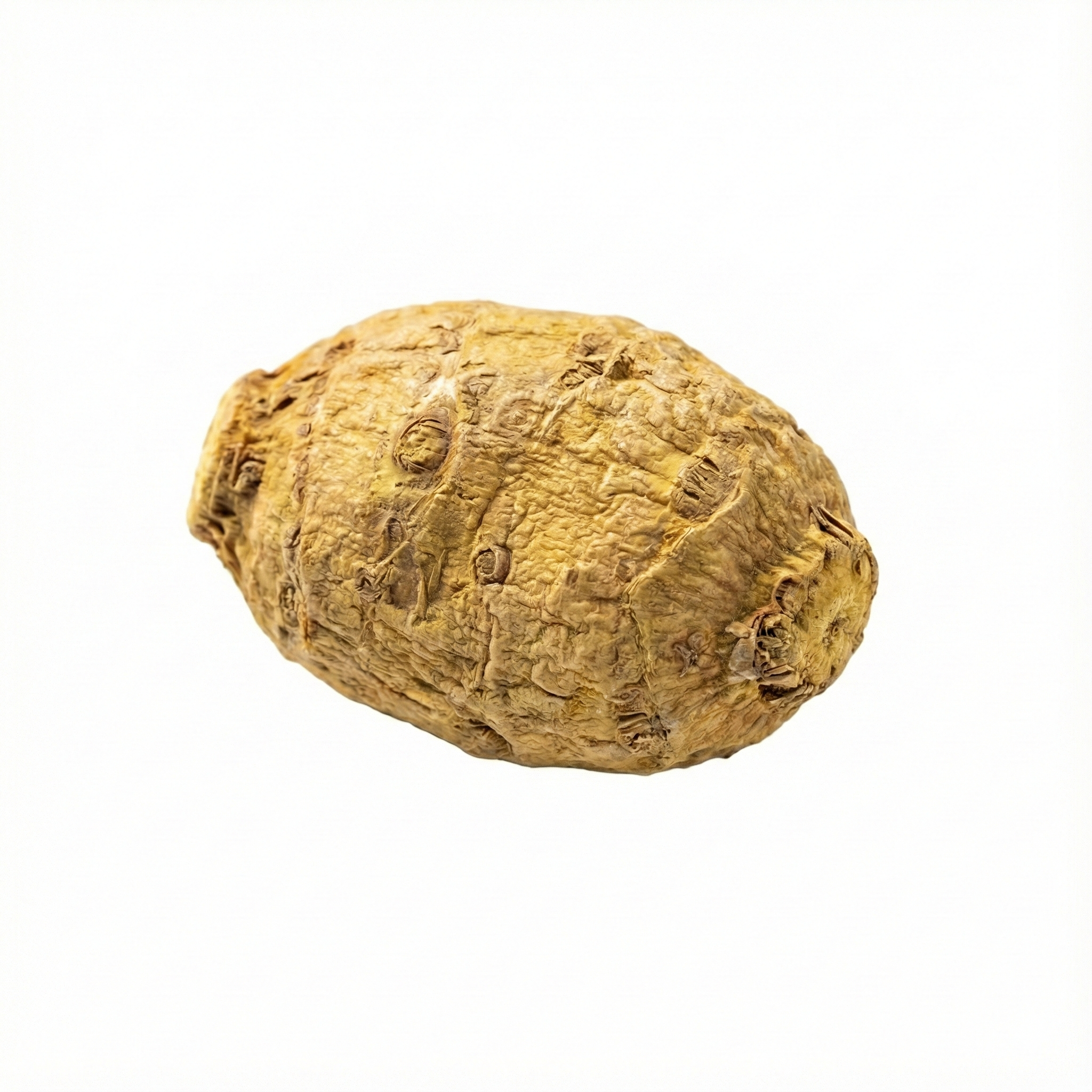 Asiatischer Wasserwegerich Rhizom (Ze Xie)