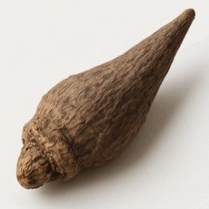 Zubereitete Eisenhutwurzel (Zhi Fu Zi)