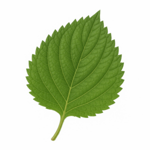 Perilla-Blatt (Zi Su Ye)