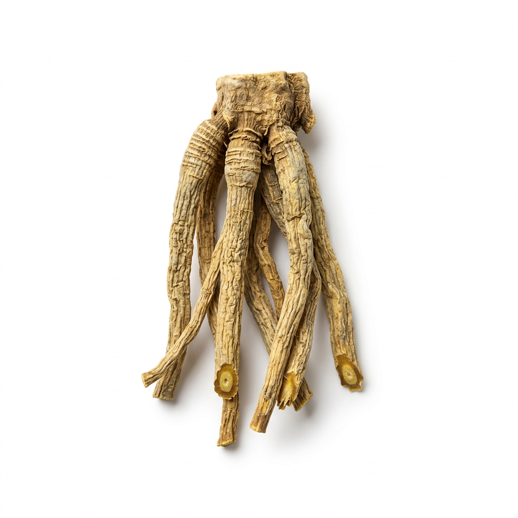 Raue Enzianwurzel und -Rhizom (Long Dan Cao)