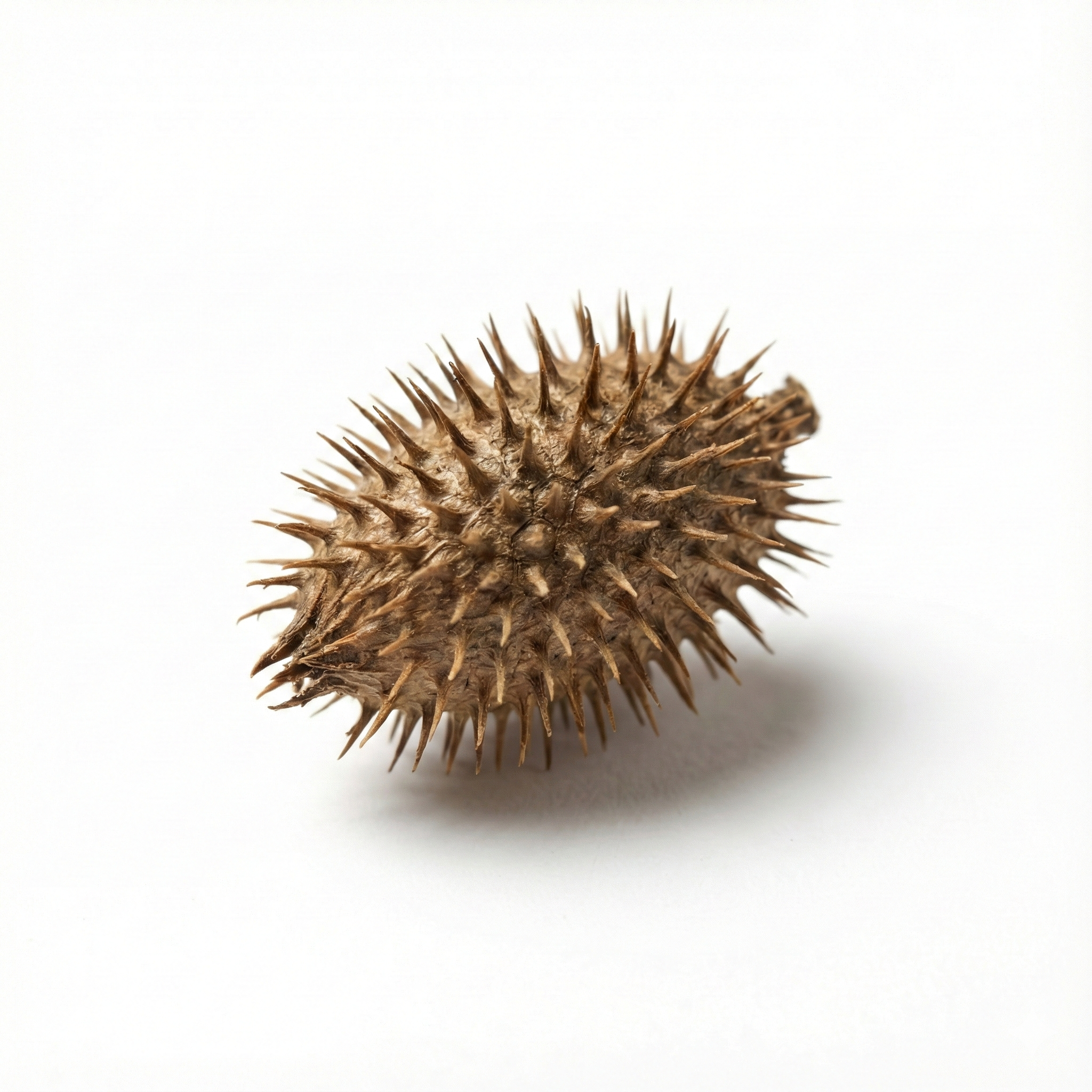 Spitzklettenfrucht (Cang Er Zi)