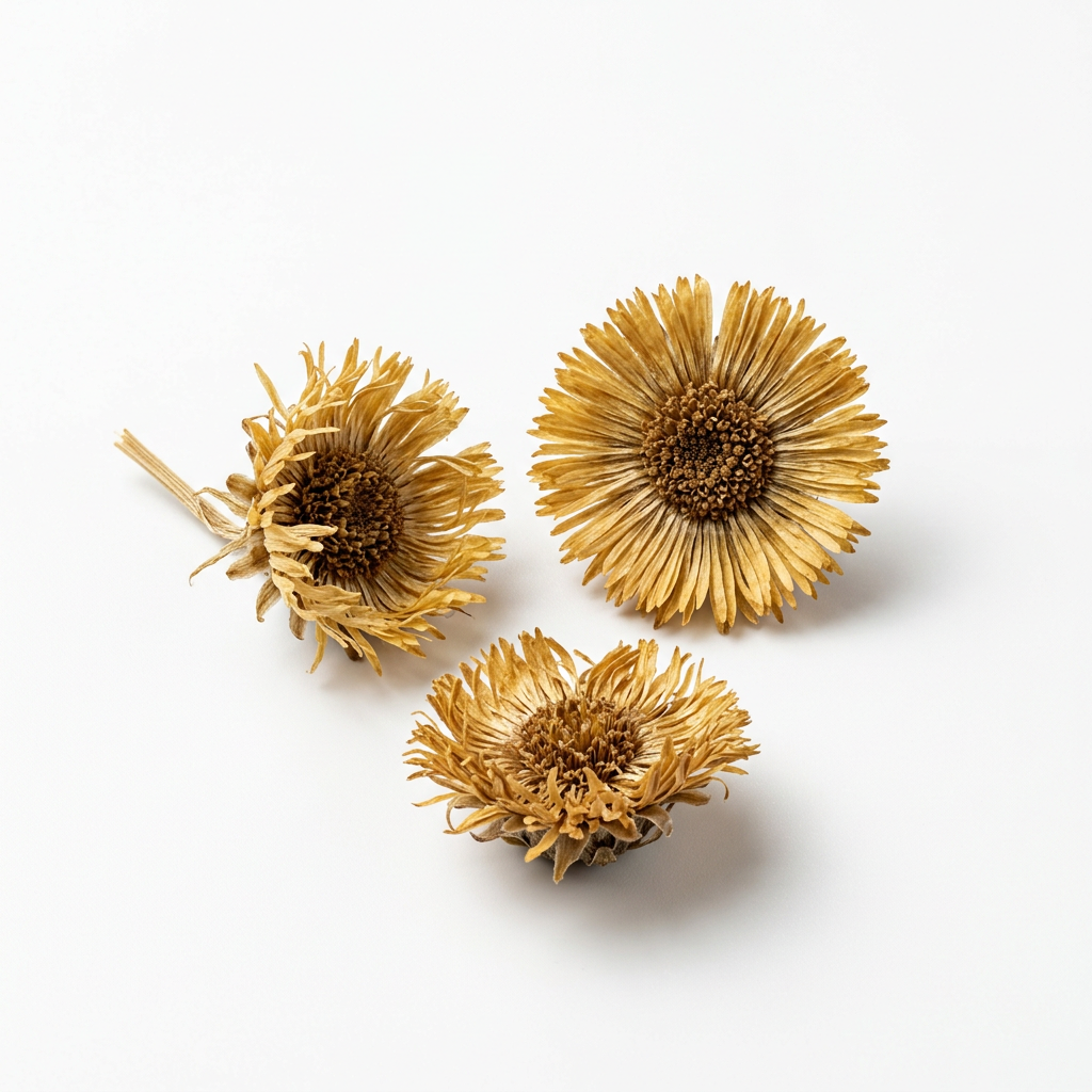 Huflattichblüte (Kuan Dong Hua)