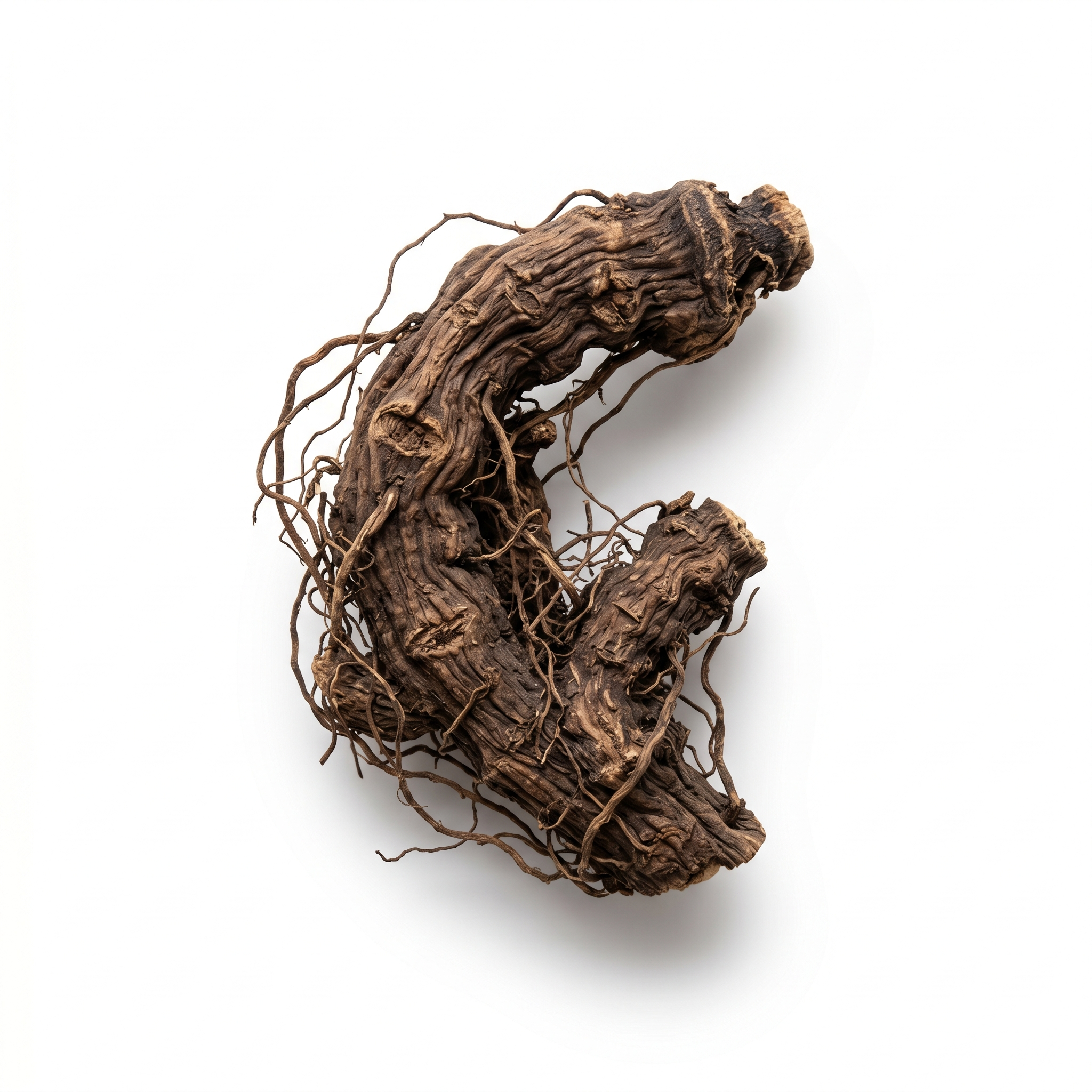 Traubensilberkerze Rhizom (Sheng Ma)