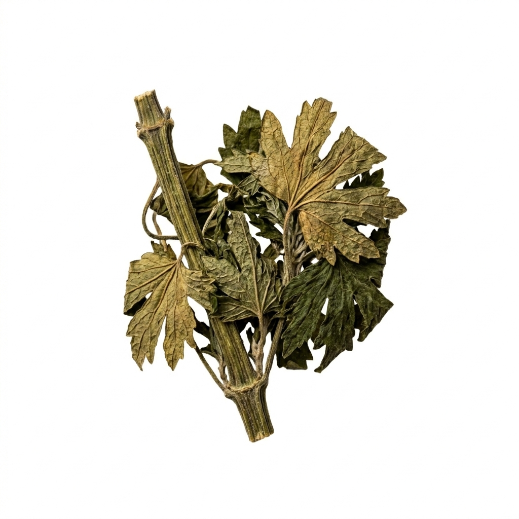 Chinesisches Mutterkraut (Yi Mu Cao)