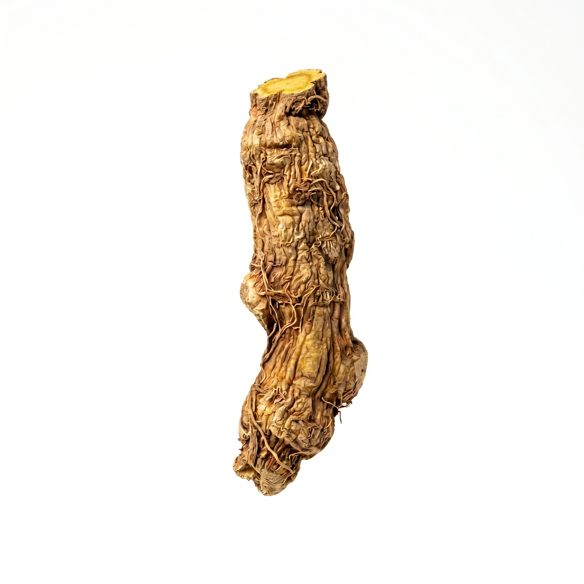 Chinesische Schädeldachwurzel (Huang Qin)