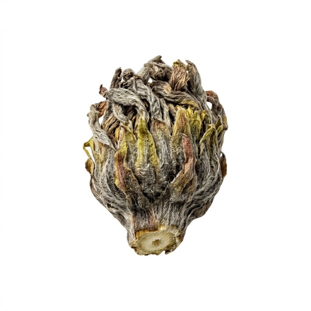 Huflattichblüte (Kuan Dong Hua)