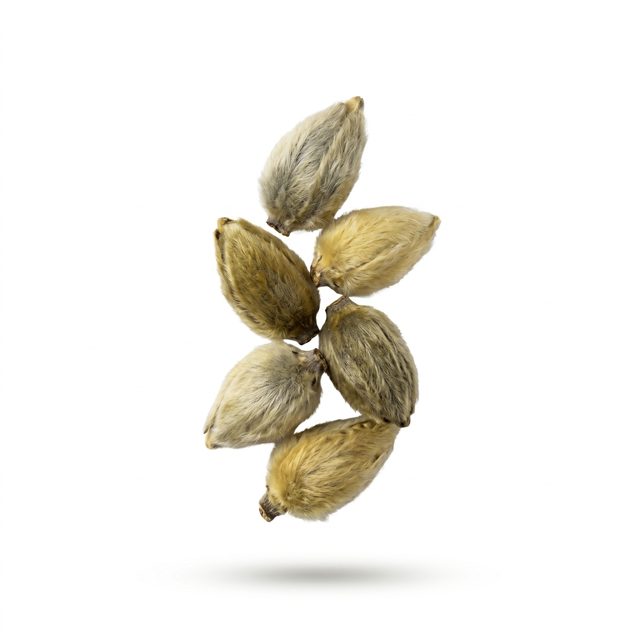Magnolienblüte (Xin Yi (Hua))