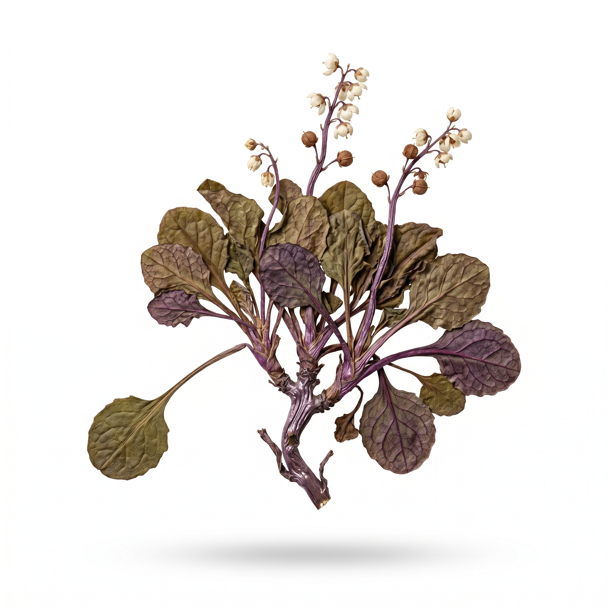 Pyrola-Kraut (Lu Ti Cao/Lu Xian Cao)