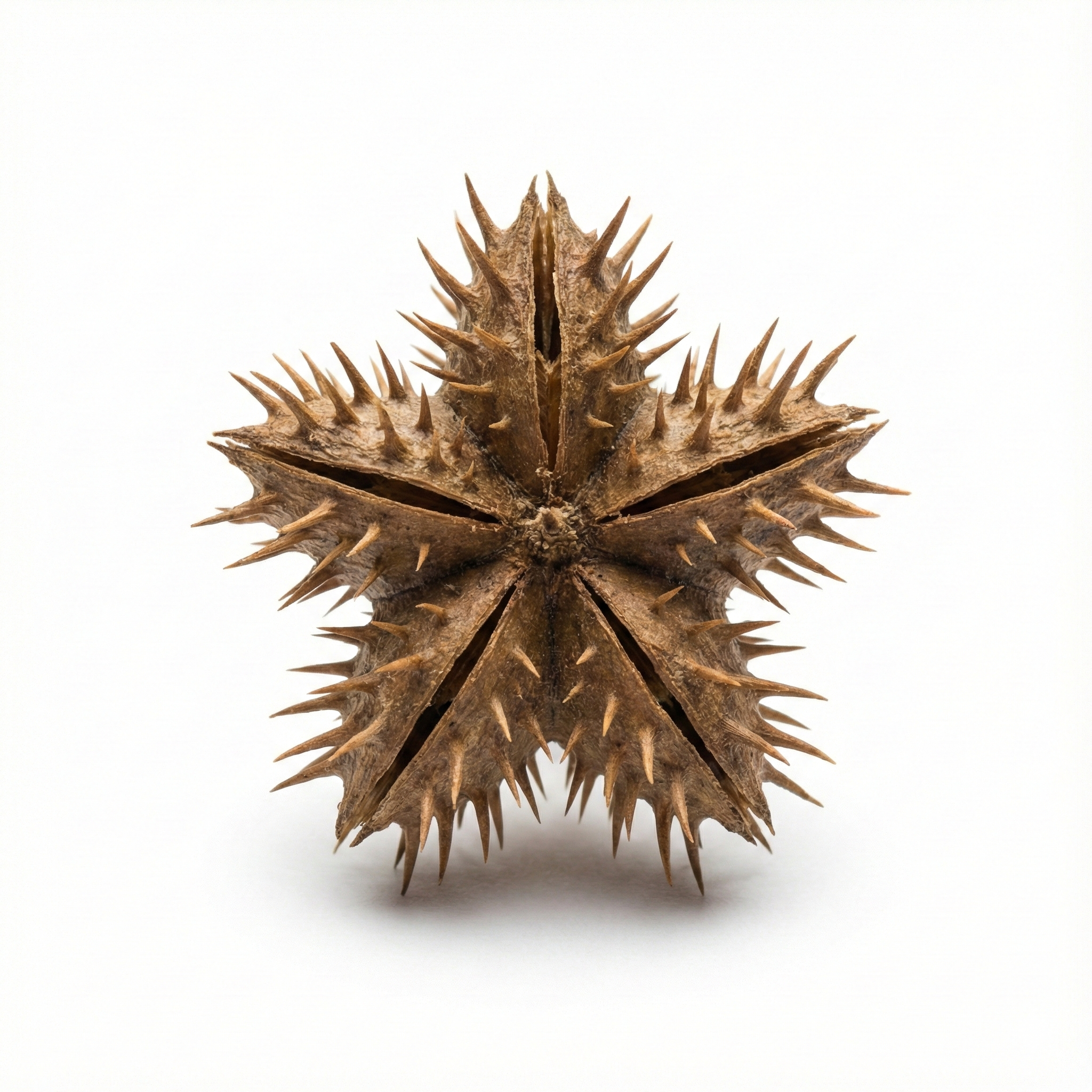 Caltrop Frucht (Bai Ji Li)
