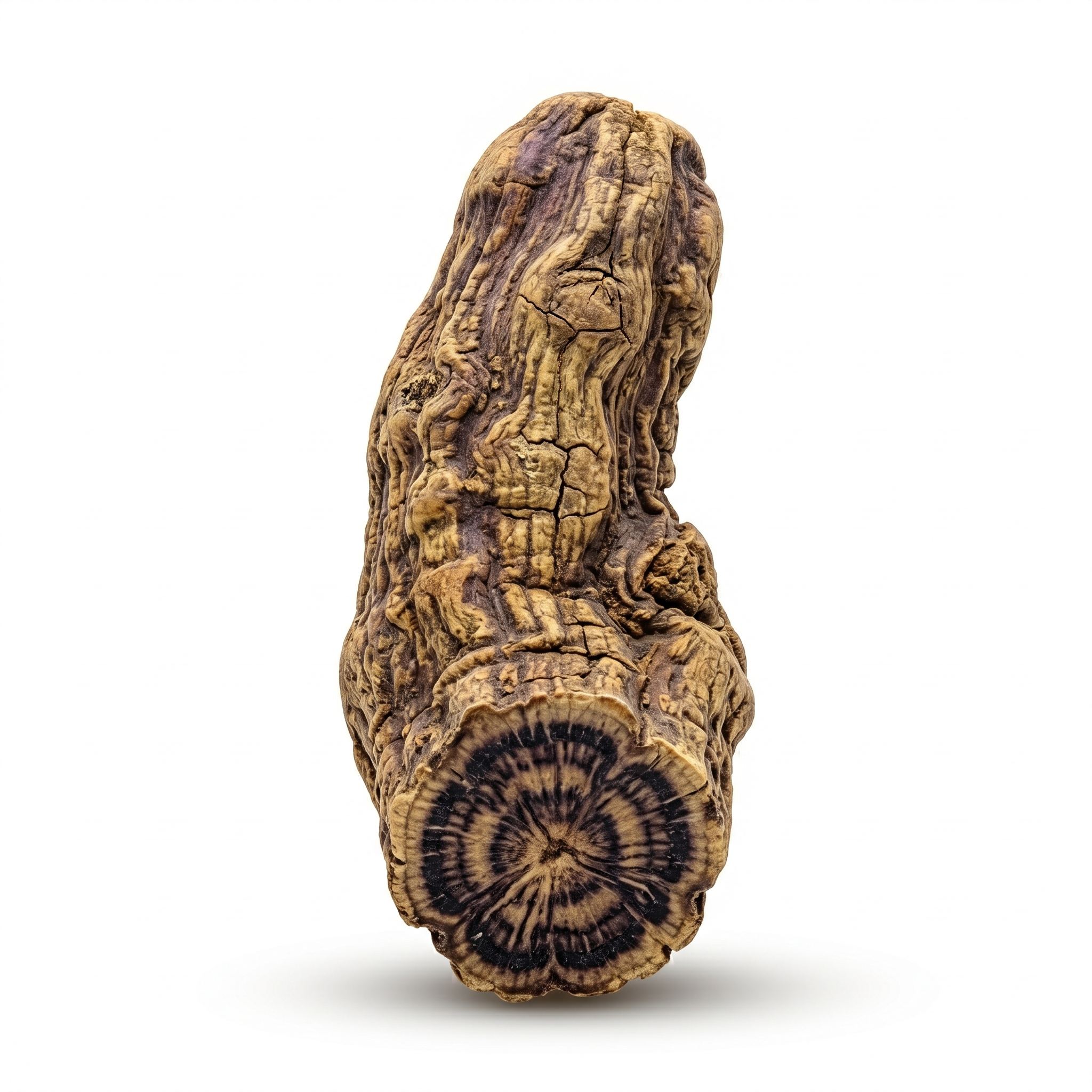 Braunwurzelwurzel (Xuan Shen)