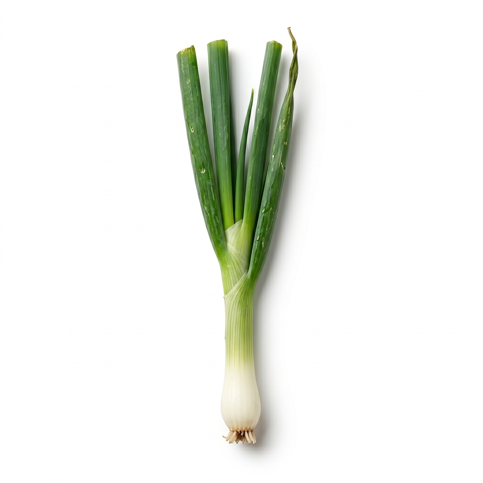 Frühlingszwiebel / Lauchzwiebelweiß (Cong Bai)