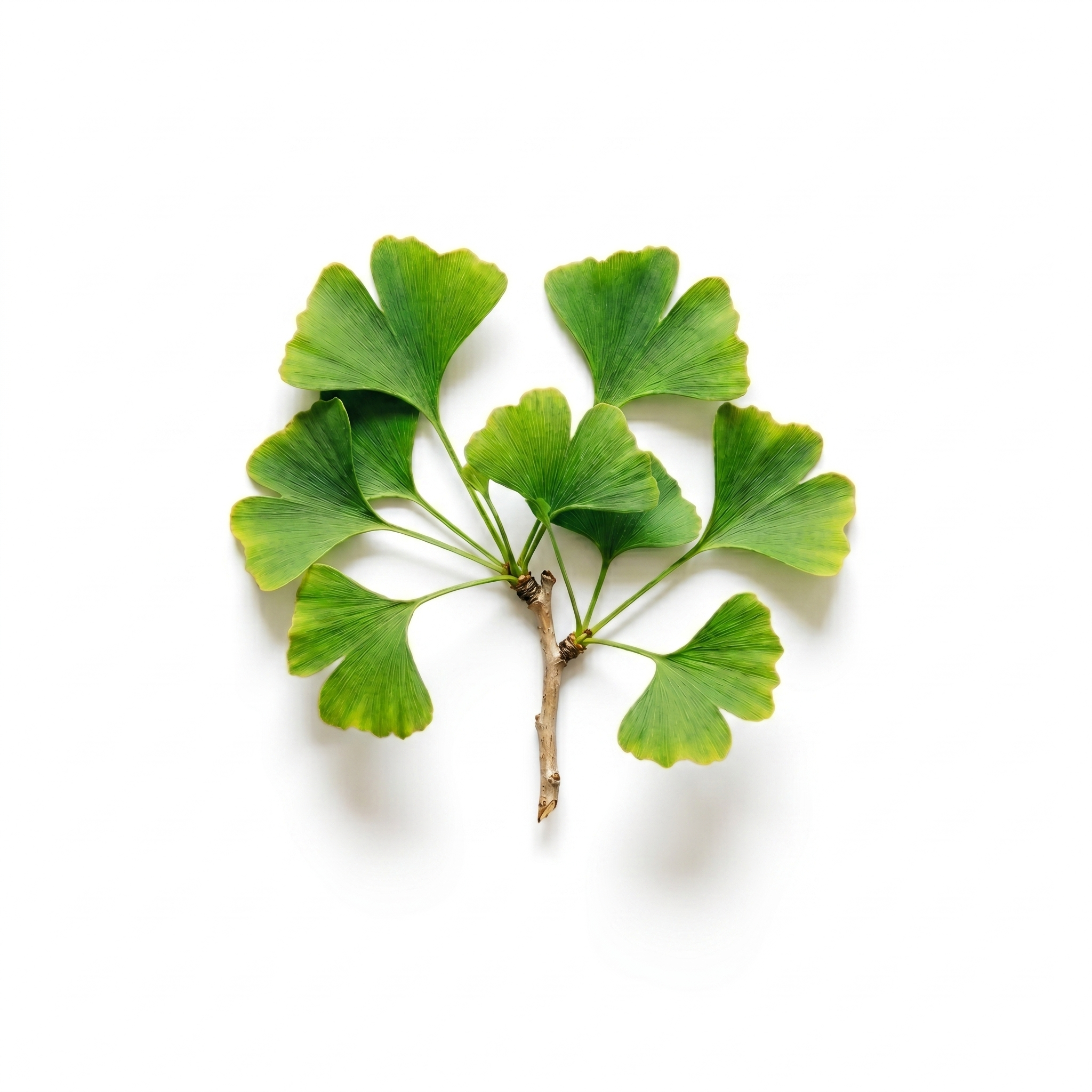 Ginkgo Biloba (Yín xìng yè)