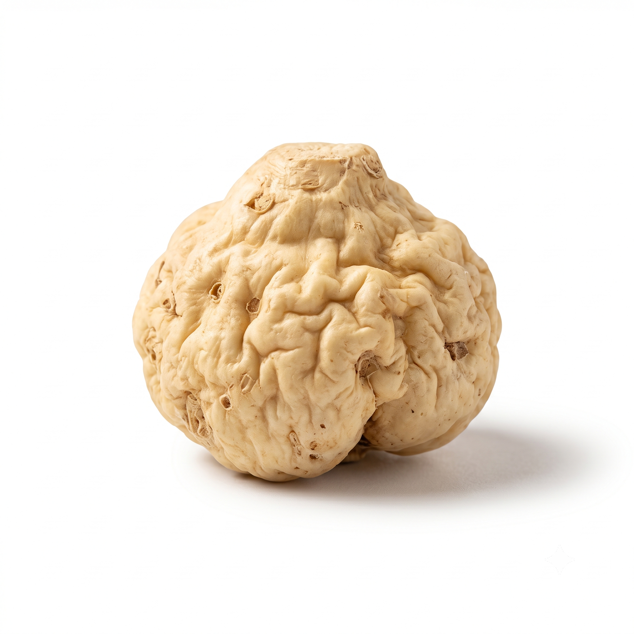Pinellia Rhizom (Ban Xia)